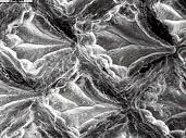 Somniosus rostratus_004
